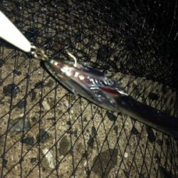 タチウオ、楽しい〜♪