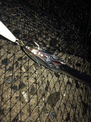 タチウオ、楽しい〜♪