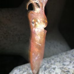 ケンサキイカ⑨