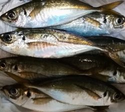 アジンガー1835〜1924