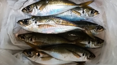 アジンガー1835〜1924