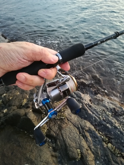 アオリイカ新子調査です。