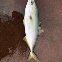 ツバス祭り、ハマチサイズも