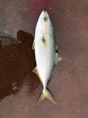 ツバス祭り、ハマチサイズも