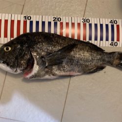 ショアジギング⇨チニング