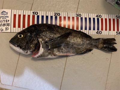 ショアジギング⇨チニング