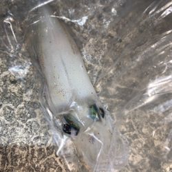 ケンサキイカ⑩