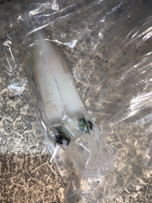 ケンサキイカ⑩