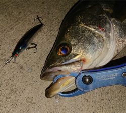 ナイトシーバス