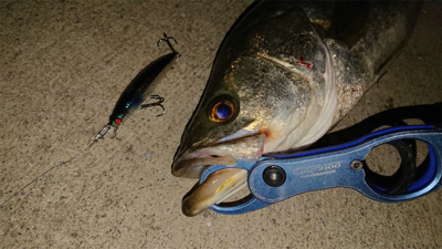 ナイトシーバス