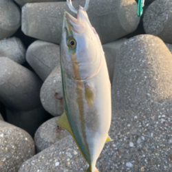 ツバスがキター！