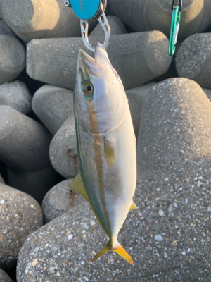 ツバスがキター！