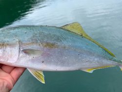 ヤズとかネリゴとか