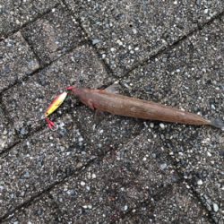 ショアから初青物