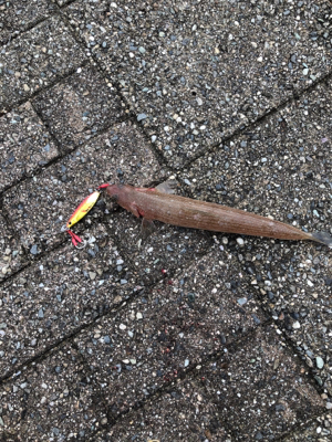 ショアから初青物