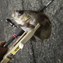 アジング練習14