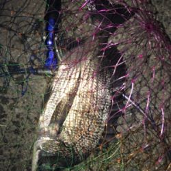 ルアーとサビキ