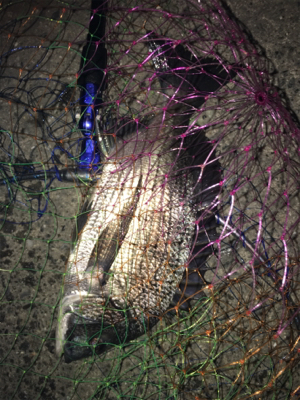 ルアーとサビキ