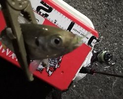 アジング練習15