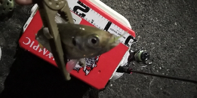 アジング練習15