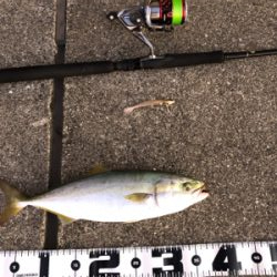 朝マズメパワー シーバスにツバス