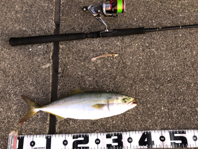 朝マズメパワー シーバスにツバス