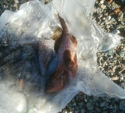 キジハタ3匹!アオリイカ1杯・・・