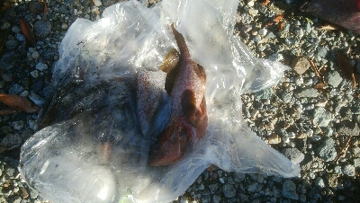 キジハタ3匹！アオリイカ1杯・・・