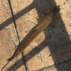 久々のお土産ゲット