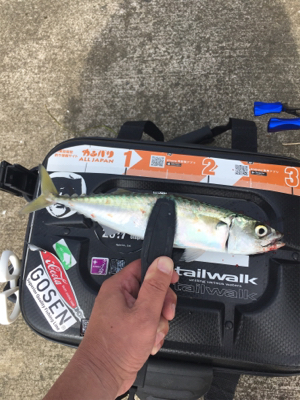 サバおもとめて4