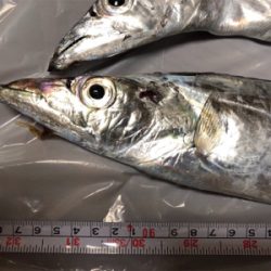 船タチウオ釣行