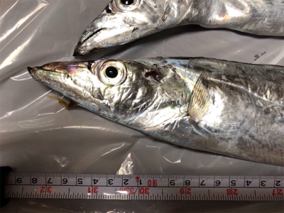 船タチウオ釣行