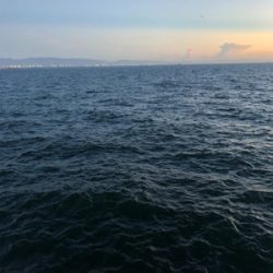 アジ、太刀魚は不発