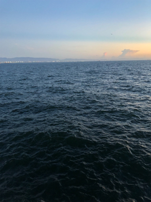 アジ、太刀魚は不発