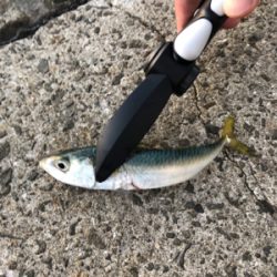 夕マヅメのアジング♫