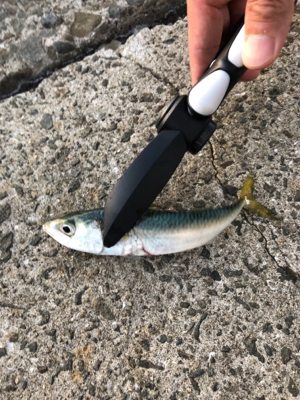 夕マヅメのアジング♫