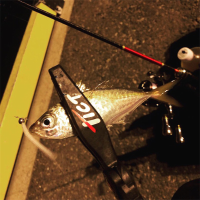 博多湾奥･荒津アジング