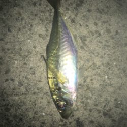 中アジ帰ってきた！