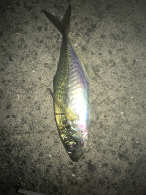 中アジ帰ってきた！