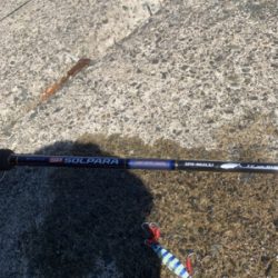 イカ調査＆ライトショア