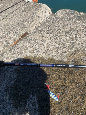 イカ調査＆ライトショア