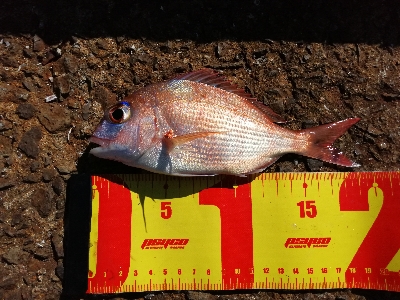 カワハギ釣りのはずが、色々釣れちゃった