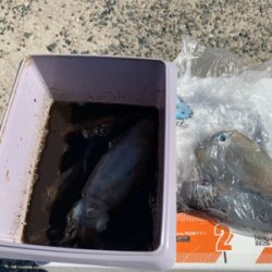 シーズンイン！