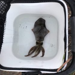 エギング・アジング釣果