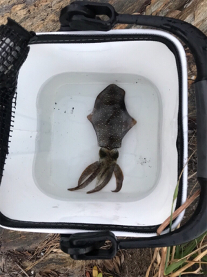 エギング・アジング釣果