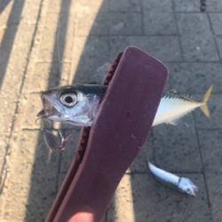 アジングロッドでジグサビキゲーム