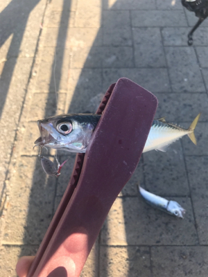 アジングロッドでジグサビキゲーム