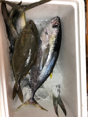 相模湾シイラ祭り