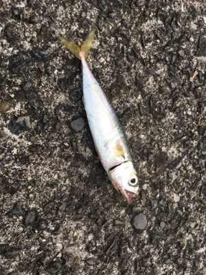 あかん日もある