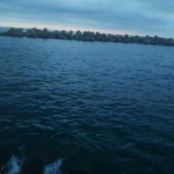 アオリイカ3杯！！　小キジハタ5匹